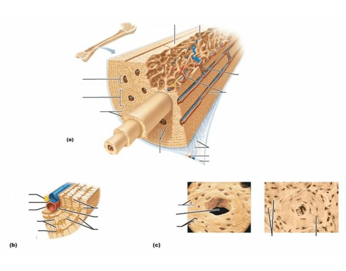 Bone model pt.2 Quiz