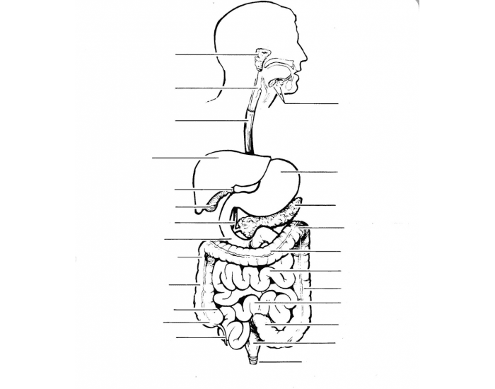 Gastrointestinal Tract 2 Quiz