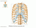 Thoracic Cage Labeling (Rib Cage) Anterior View