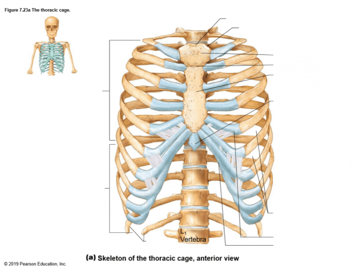 thoracic cage diagram labeled