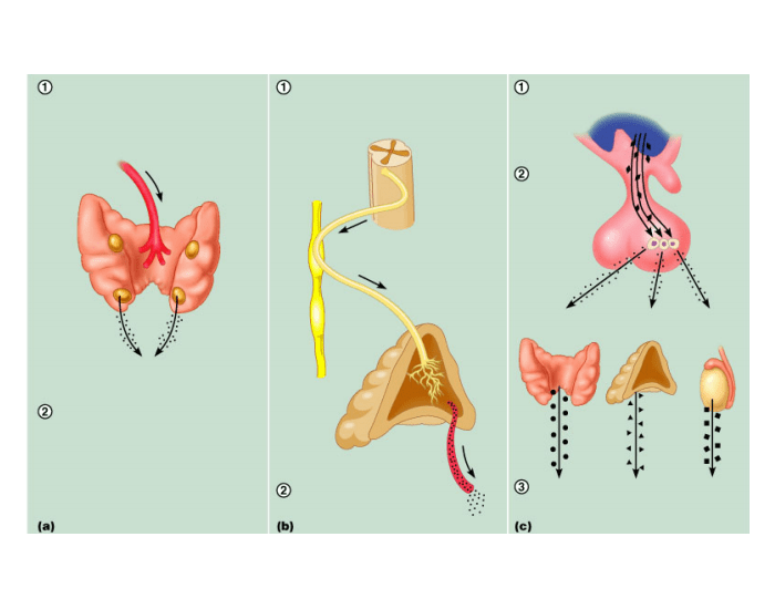 Stymulation Types Types of stimulation Quiz