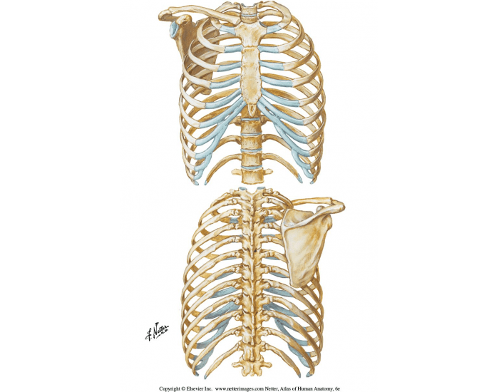 Post Rib Attachment Attachment points of the ribs Quiz