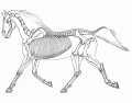 EQM101 Equine Anatomy 2