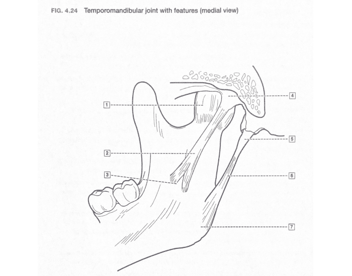 Printable Tmj Ruler TMJ Joint with features — Printable Worksheet