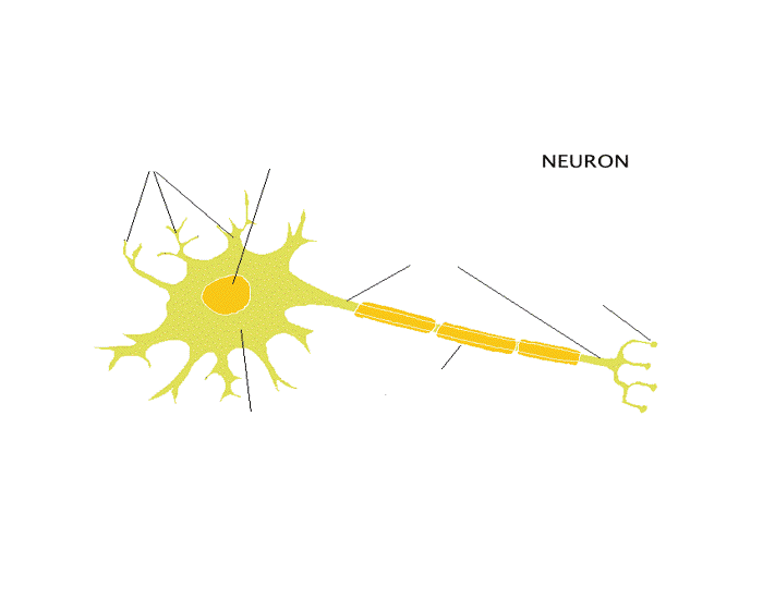 Nervous System: Neuron Label — Printable Worksheet