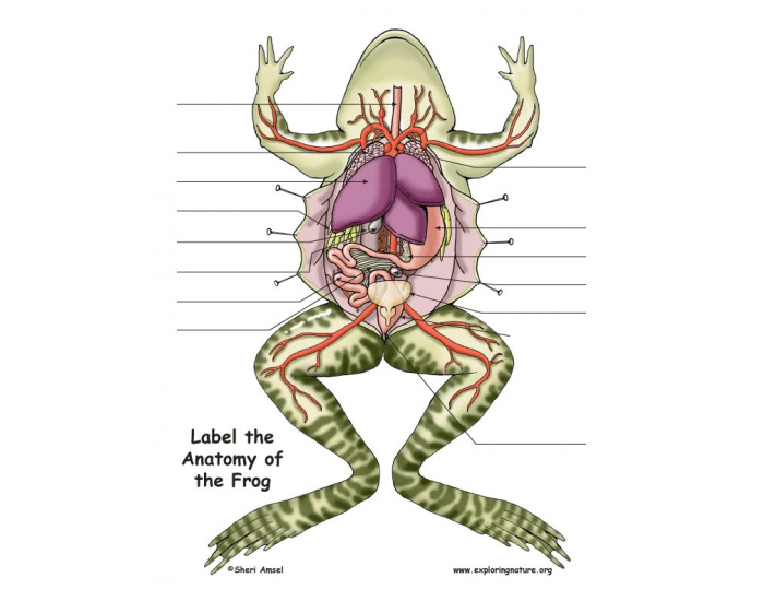 Frog internal Quiz