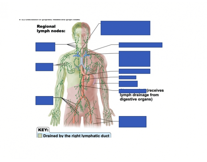 lymphatic system games