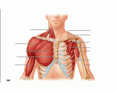 Anterior Shoulder Muscles
