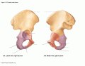 Coxal Bone Labeling (Right Hip)