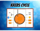 Krebs Cycle (Simple)