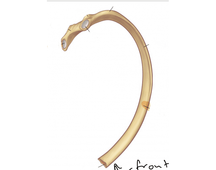 general Rib anatomy Quiz