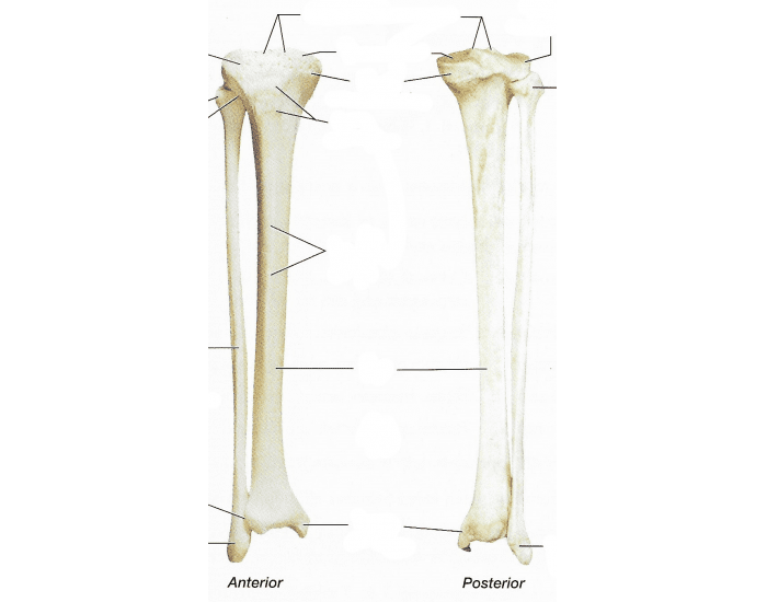 Tibia and Fibula Bone Anatomy — Printable Worksheet