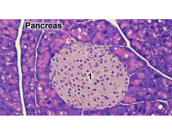 pancreas microscope slide — Printable Worksheet