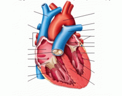 Frontal Section of the Heart Diagram