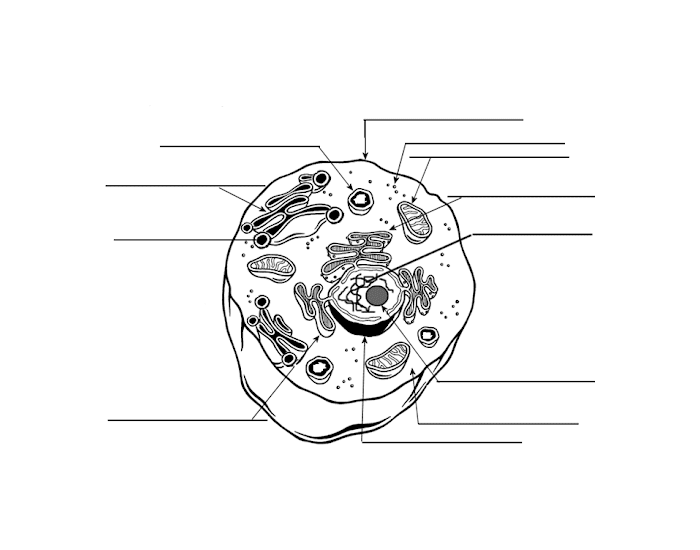 Name the organelles Quiz Name the organelles Quiz