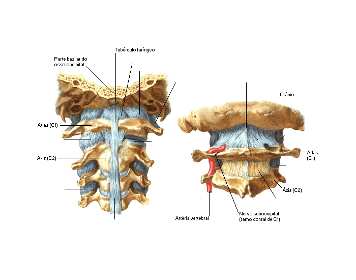Articulações - Cintura pélvica - Vista posterior Quiz