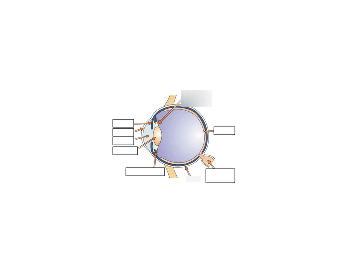 Igcse Eye Labelling Quiz