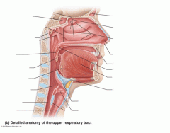 Upper Respiratory System 