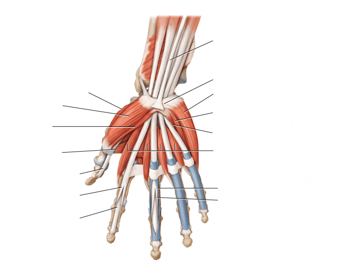intrinsic muscles of hand Quiz Biology Diagrams