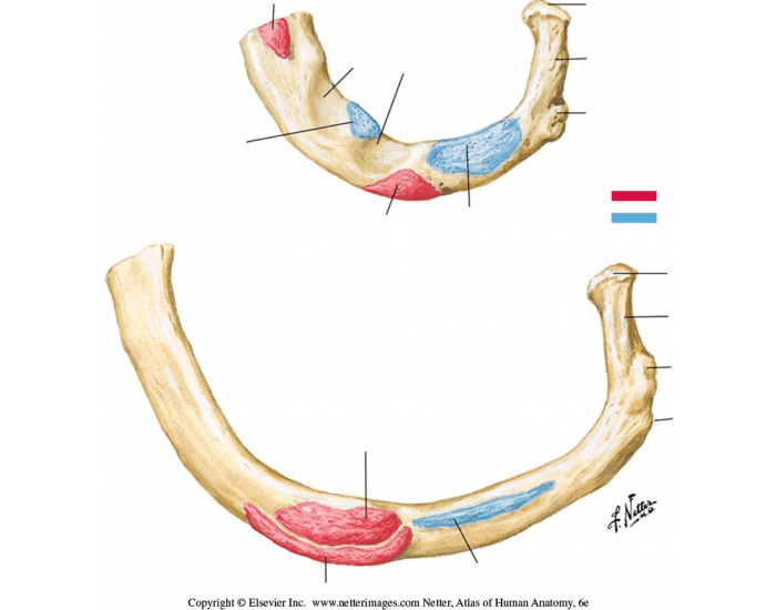 First and Second left rib bony landmarks Quiz