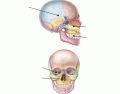 Cranial Cavities