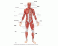 Muscle Labeling (Anterior View)