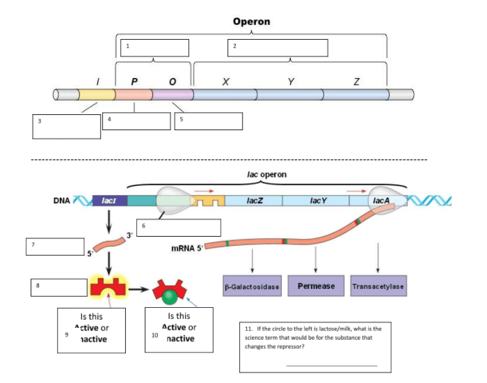 Operon Review Quiz