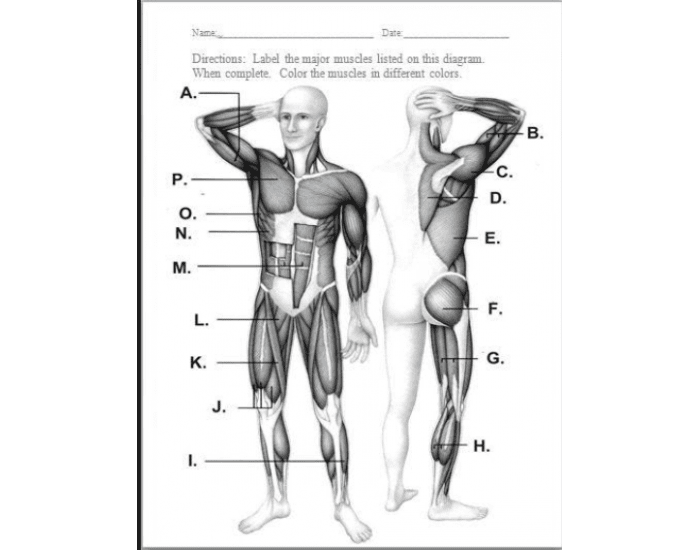 Human Muscles Quiz