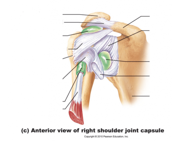 anterior view of right shoulder joint capsule Quiz