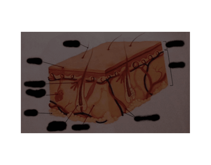 Skin Diagram Quiz Practice