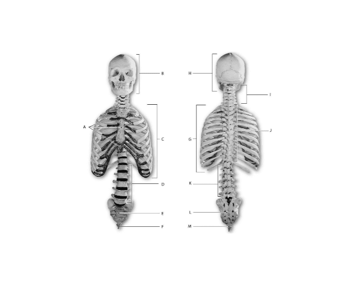 Axial Skeleton Quizzes