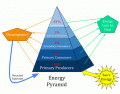 Pyramid of Biomass