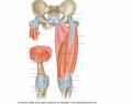 Thigh Muscles - Anterior