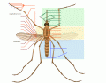 Adult Mosquito (advanced version)