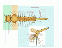 Mosquito Larva (Simple Version)