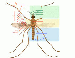 Adult Mosquito (simple version)