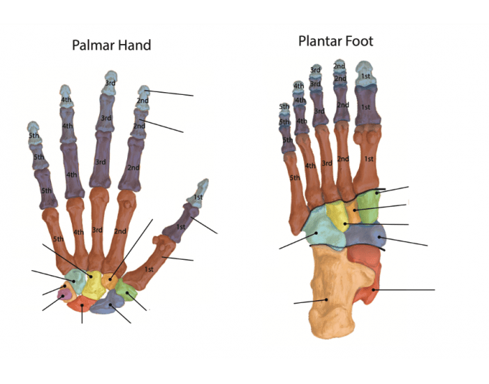 Bones of the Hand and Foot Quiz Biology Diagrams