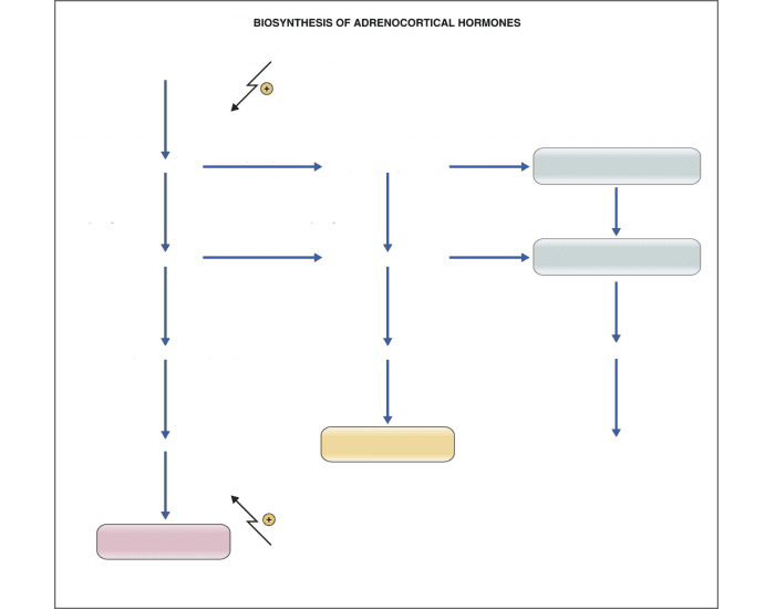 Biosynthetic Pathways For Glucocorticoids Mineral Printable Worksheet biosynthetic-pathways-for-glucocorticoids-mineral-printable-worksheet