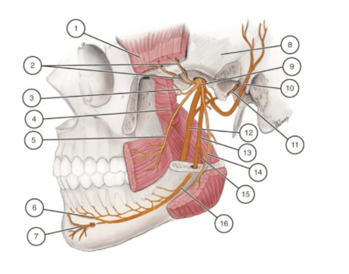 Mandibular nerves Quiz