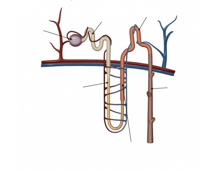 Loop Nephrogram Nephron Loop - Lab Final Diagram Quiz