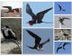 Types of Fregate Birds
