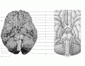 Origins of the Cranial Nerve