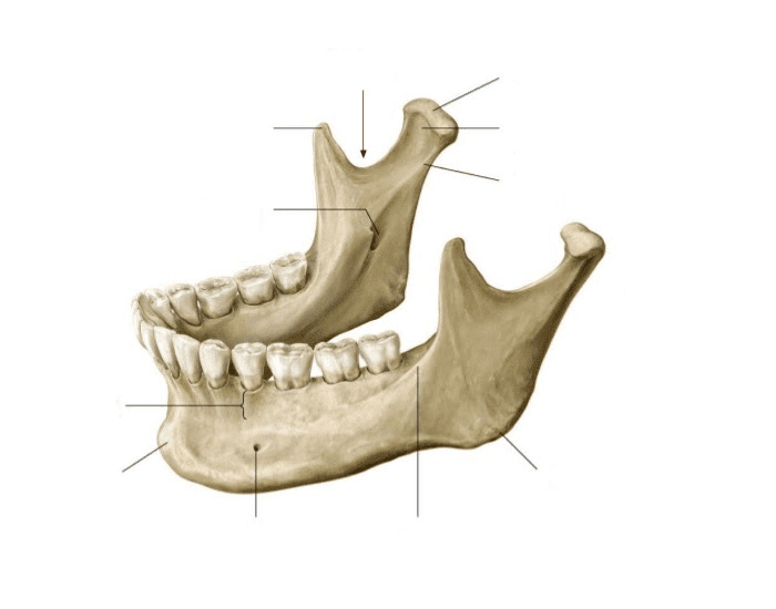 Anatomia da Mandíbula Quiz