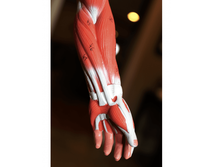 Forearm Inner Face inner forearm Quiz