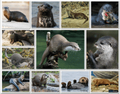 Types of Otters | Quiz 
