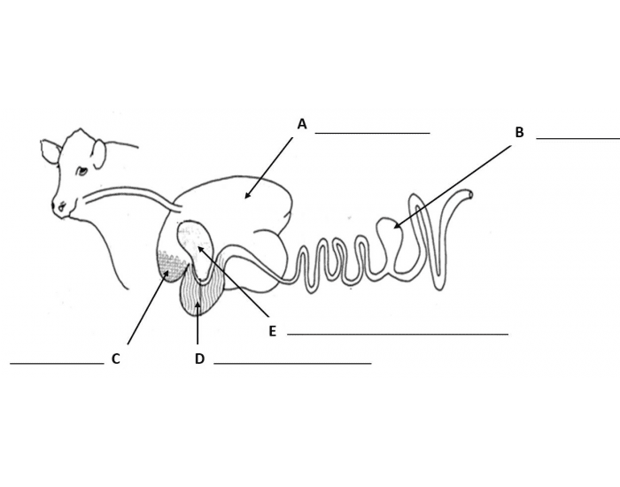 Practical Questions On Ruminants Ruminant Anatomy Quiz