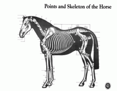 Points of the Horse