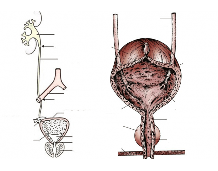Bladder Game Bladder Quiz