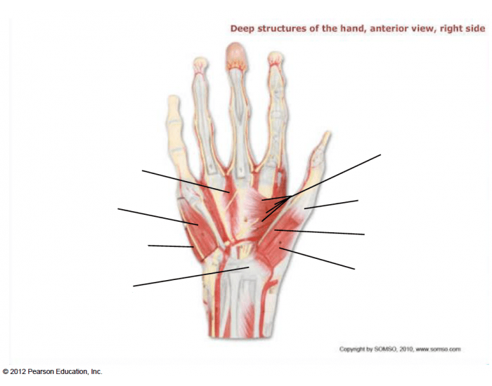 Deep structures of the hand, anterior Quiz