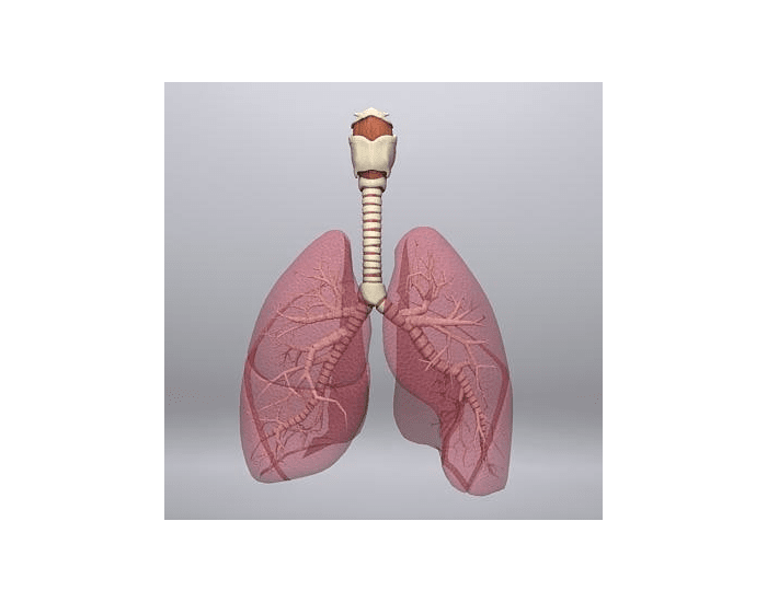 Thoracic Structures Quiz Biology Diagrams